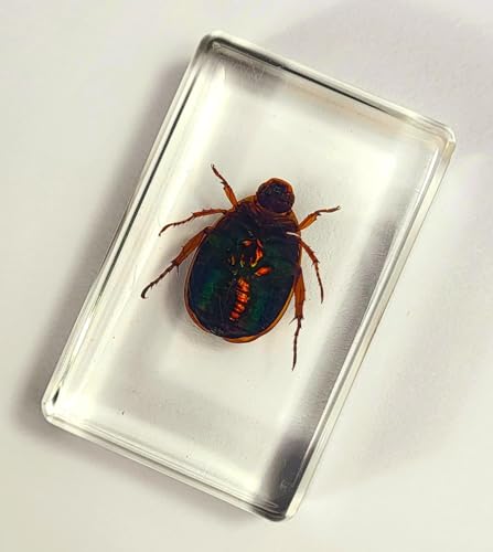 Image of 44mm Real Blue Green Christmas Beetle in Crystal Clear Lucite Resin Specimen Preserved Animal Insect Bug Taxidermy Collection for Biology Science Education & Desk Ornament Display