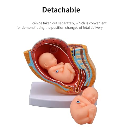 Modelo pélvico de simulación con feto para resolver dudas de obstetricia 6