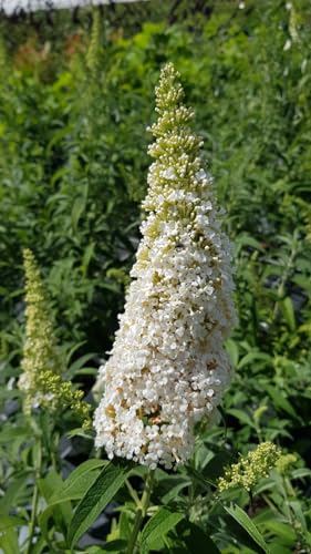 Buddleia davidii 'White perfection' / Arbre aux papillons à fleurs blanches/Conteneur de 3 à 4 litres