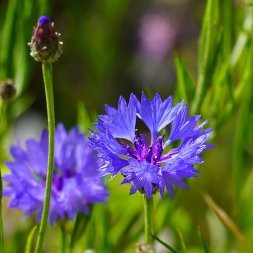 semillas de aciano orgánicas - resistentes jardín perennes interior primavera 1500pcs
