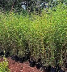 Bamboo seeds for fencing (50 seeds)-picture-45