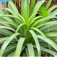 Amazon｜【多肉植物/種子】Agave Wocomahiアガベ・ワコマヒー