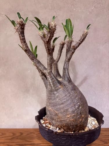 観葉植物 塊根植物」の人気商品一覧 | 安い商品を通販サイトから探す