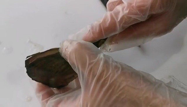 POSHOPS 50PC Oysters with Pearls Inside Wholesale Round Pearl Freshwater Pearl Oyster Oysters Bulk for Christmas Party