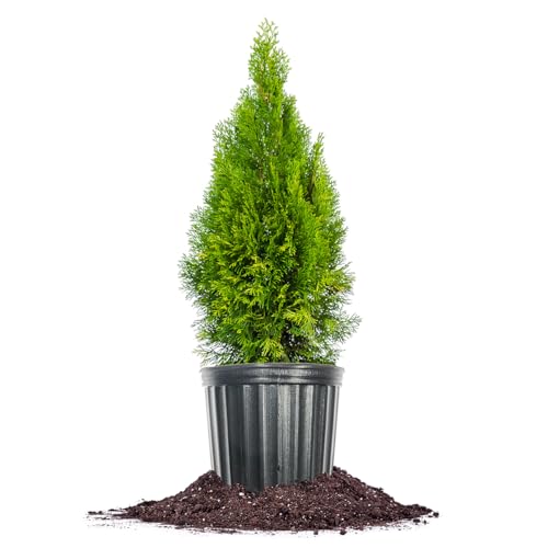 Perfect Plants Emerald Green Arborvitae in 3 Gal. Grower's Pot | Low Maintenance Privacy Hedge Plant | Fast Growing Hardy Evergreen