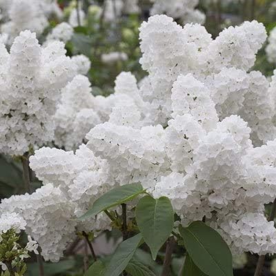 Miniatura 2 de Semillas de árbol bonsái, lila blanca, más de 20 semillas, muy apreciadas para bonsái, flores blancas fragantes
