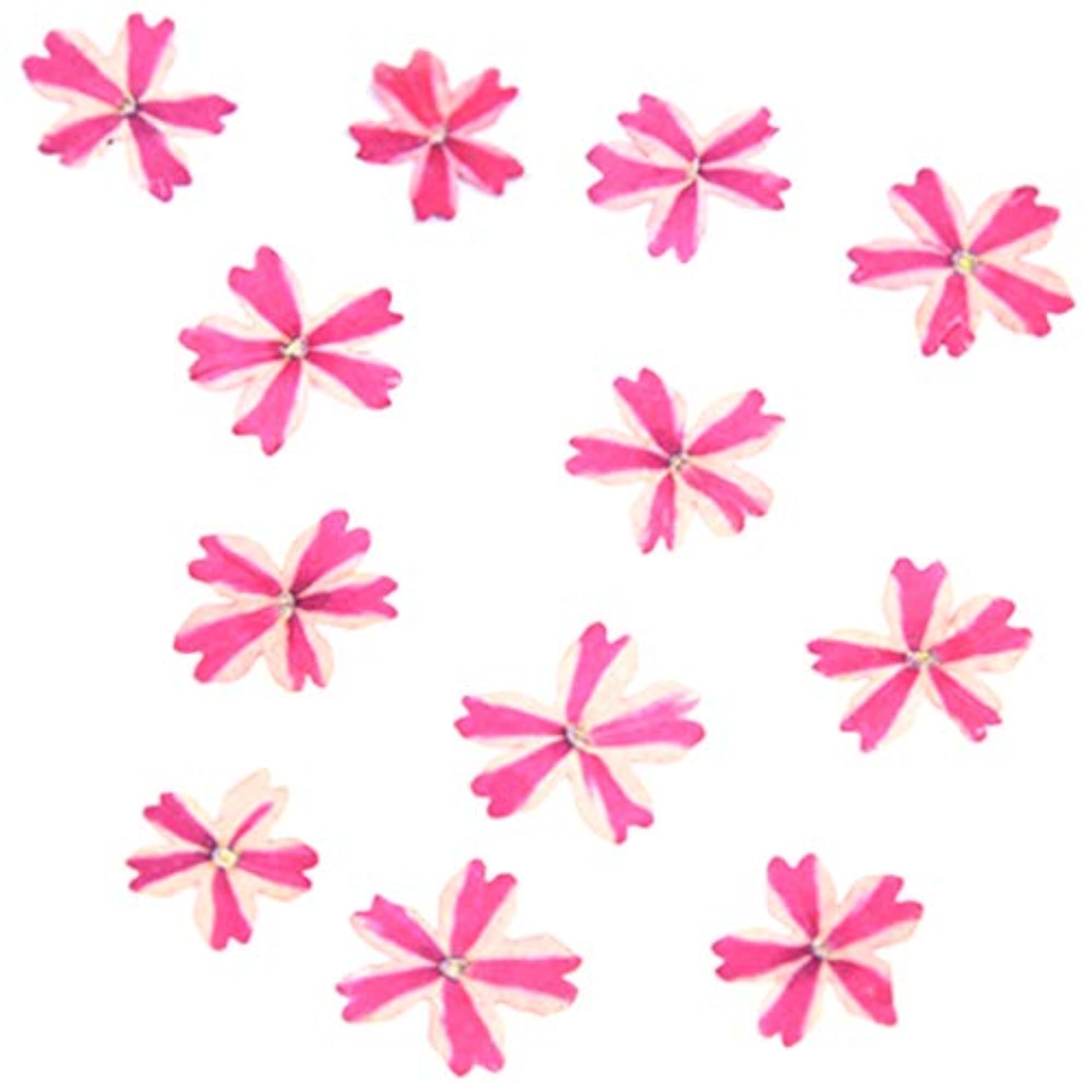 60PCS Dried Flower for Phone Case Craft