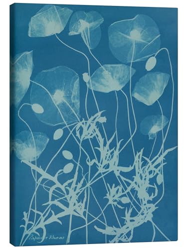 Posterlounge Blue Prints - Papaver rhoeas Leinwandbild von Anna Atkins 50 x 70 cm Blau Wandbilder Wanddeko
