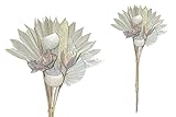 finehomegarden Exoten Sortiment 10-teilig Trockenblumen Strauß Boho Style Exotic Palmspeer White Washed 60cm Grabaufleger Trauerfloristik Allerheiligen Herbstdeko Totensonntag