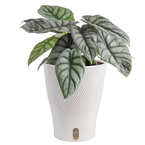 Costa Farms Alocasia Silver Dragon Live Plant in Self Watering
