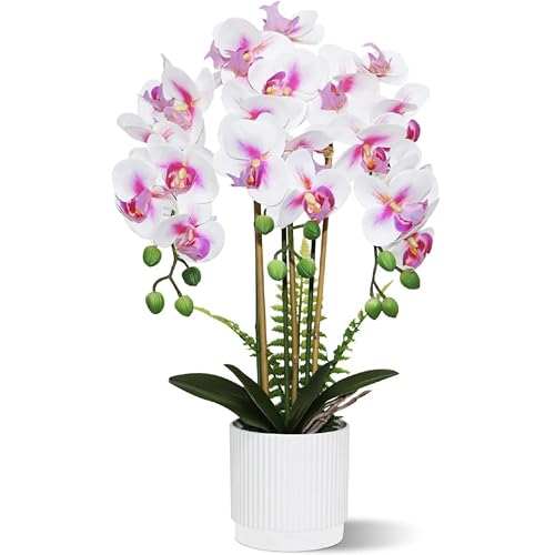 Encuentra venta orquídeas baratas marca mblnbvn, en la categoría de plantas florales. Venta orquídeas baratas Marca MBLNBVN 1