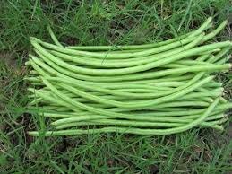 LIVE GREEN Cowpea (Lobia) Organic F1 Hybrid Seeds Small Pack (LG-SSED161) (B07JRCM62H) Amazon Price History, Amazon Price Tracker