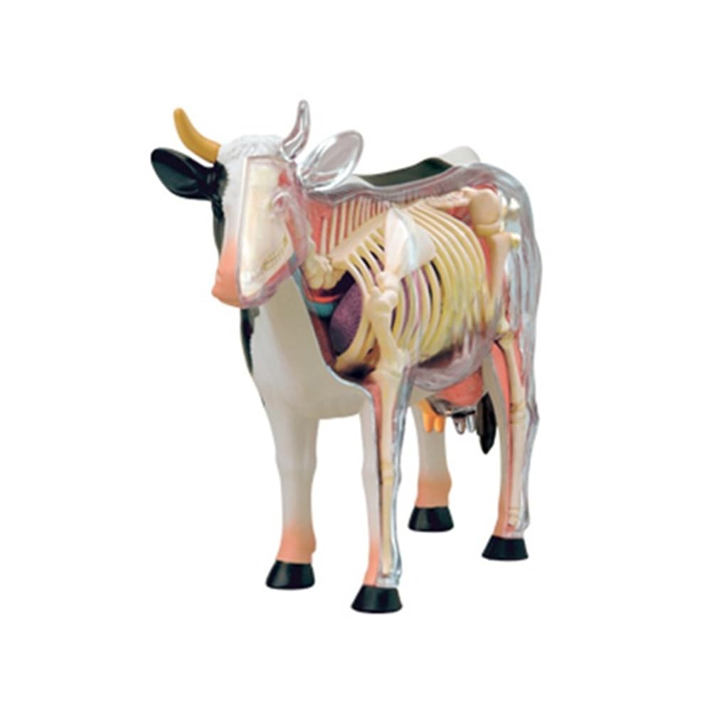 Modèle anatomique organe animal 4D Vache Intelligence Jouet à assembler Modèle anatomique pédagogique Vache Modélisation assemblée