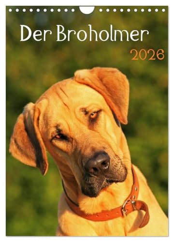 Der Broholmer (Wandkalender 2026 DIN A4 hoch), CALVENDO Monatskalender: Kalender für Fans dieser beeindruckenden Hunderasse (CALVENDO Tiere)