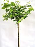Kugel - Linde'Tilia Cordata Lico' Hochstamm...