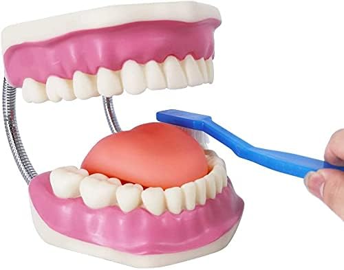 EVOTECH SCIENTIFIC Dental Teeth Care Model, W/Giant Toothbrush, 32 Teeth, Students Dental Care Teaching Demonstration Model - Image 4
