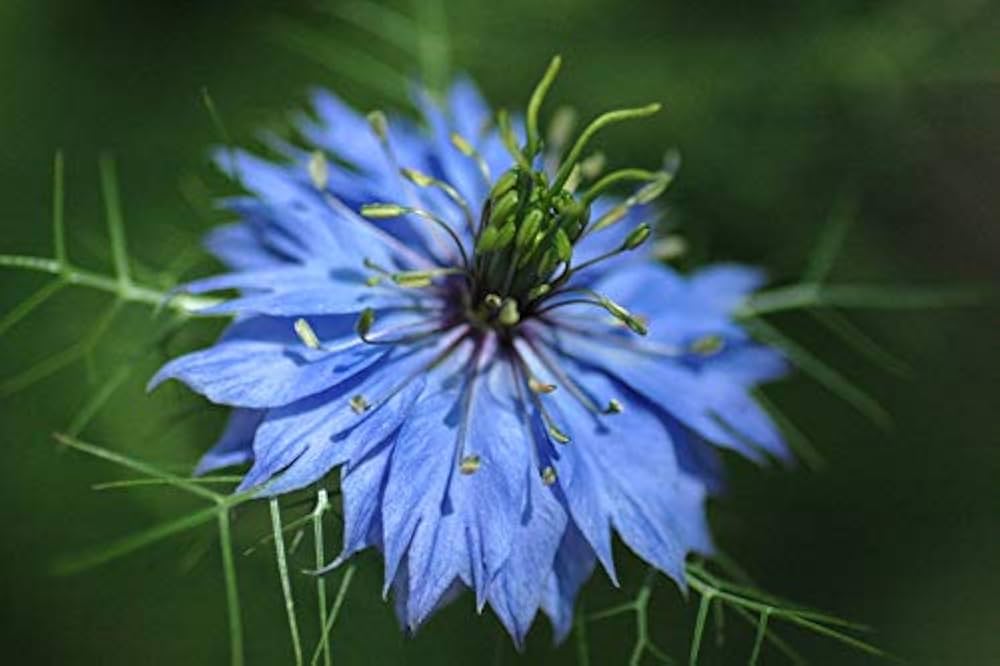 ぶたのはな　ブルゲリラ ぶたのはなブルゲリラ