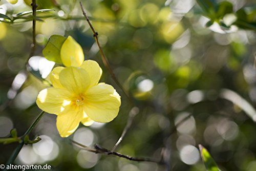 Tamron SP 45mm f1.8 para cámaras Sony DSLR - Fernando Cortés Tamron SP 45mm f1.8 para cámaras Sony DSLR - Fernando Cortés