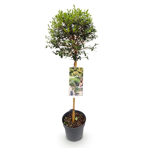 Green boutiQ - Plante de Jardin - Ligustrum delavayanum - Arbre en Tige - Plante de Terrasse - Persistant - Peu d'Entretien - Pot 19cm Hauteur 90cm