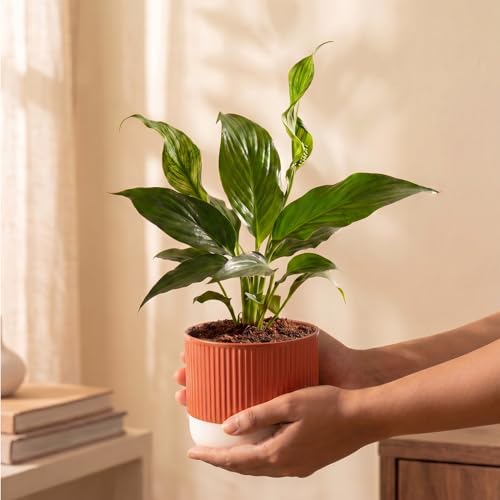 Image of Kyari Peace Lily Live Plant with Red Brick Self Watering Pot 4 Inch - Peace Lily Indoor Live Plant with Pot for Home, Living Room, Bedroom, Office - Flowering Air Purifying Indoor Plant