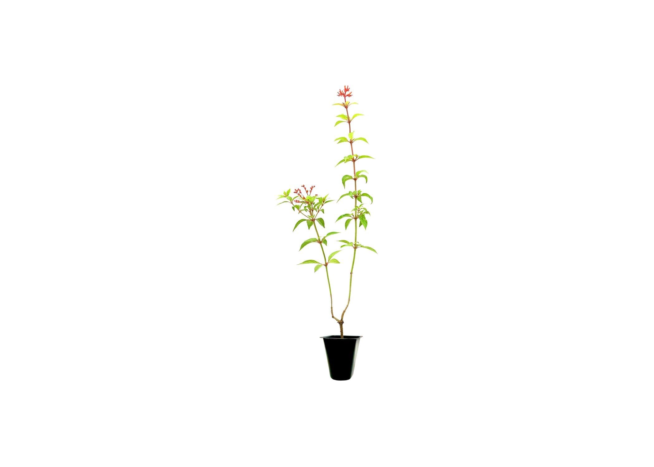 Florida Foliage Firebush Dwarf Hamelia patens