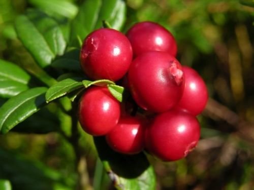 50+ Vaccinum Vitas-Idaea, Mountain Cranberry, Lingonberry, Cowberry Seeds/Evergreen Perennial 50+ Vaccinum Vitas-Idaea, Mountain Cranberry, Lingonberry, Cowberry Seeds/Evergreen Perennial