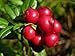 50+ Vaccinum Vitas-Idaea, Mountain Cranberry, Lingonberry, Cowberry Seeds / Evergreen Perennial