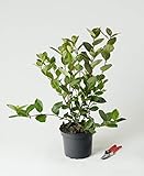 Apfelbeere Nero - Aronia prunifolia Nero 40-60 cm hoch - Garten von Ehren