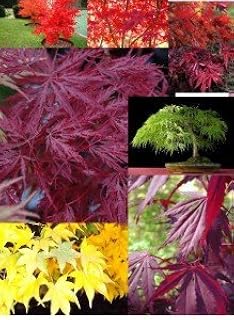 Acer Palmatum Japanese Maple Seeds Collection - 7 Varieties -Best Selection