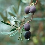 20 pcs olivenbaum winterhart samen, bonsai baum, gewächshaus exotische pflanzen samen...