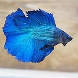 Live Halfmoon Male Betta Fish Peliador Aquarium Tank