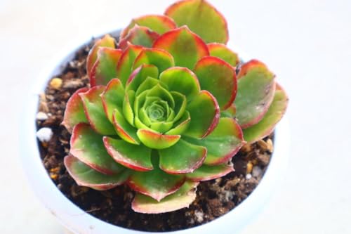 観葉植物 アエオニウム」の人気商品一覧 | 安い商品を通販サイトから