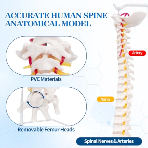 Image of Life Size Posable Skeleton for Anatomy, Human Skeleton Bones Full Size Skeleton Model PVC Anatomy Skeleton Model W /Rolling Stand for Study Display (34.6 inch Spine Model)
