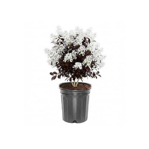 Thunderstruck White Lightening Crape Myrtle Live Tree, 1 gal. Nursery Pot, 12-18 in Tree Height (Due to Agricultural Laws, we Cannot Ship to CA, AZ, AK, or HI)
