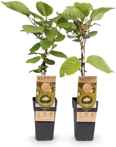 GreenboutiQ - Plante à fruits - Kiwi verte - Actinidia deliciosa ...