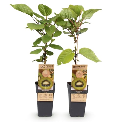 GreenboutiQ - Plante à fruits - Kiwi verte - Actinidia deliciosa Jenny - Fruit vert - 2 plantes - Pot de 15cm Hauteur 50cm