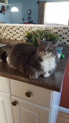 Episode 258 - Praise Dale Raise Hell