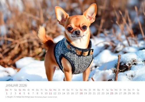 Edition Seidel Premium Kalender Wau Ein Jahr Mit Chihuahua 2026 Format DIN A3 Wandkalender Tiere Welpe Rüde Hündin Haustier Mode Lifestyle Zuhause Melanie Viola