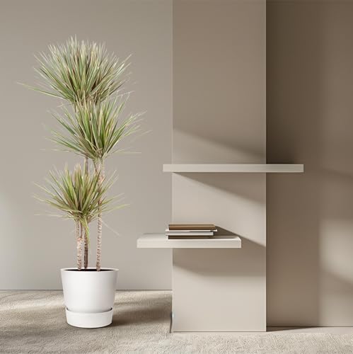 Dracaena Bicolor 150 cm arbuste d'ornement d'exception pour intérieur chic - 5