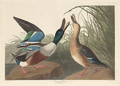 Tableau Canard pelleteur John Audubon impression dart mural 60x90cm
