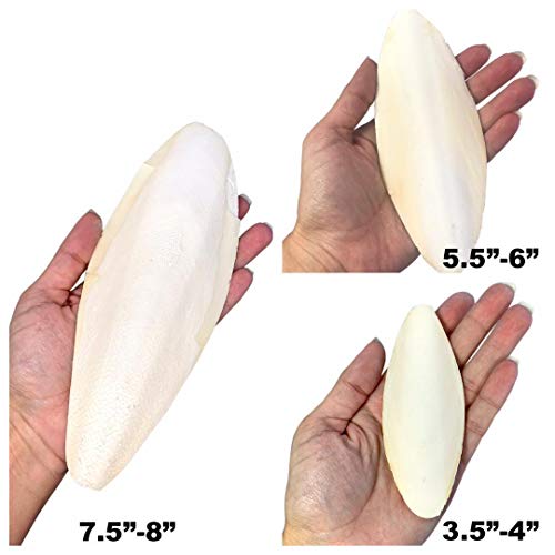 image for Birds LOVE 1-Pack 7.5