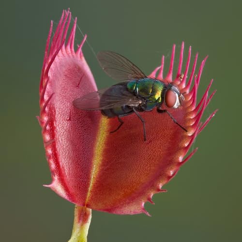 YouGarden Venus Fly Trap, 'Dionaea muscipula' Jumbo Plant in 12cm Pot, Easy to Care Exotic Indoor Plant for The Home and Office, Carnivorous