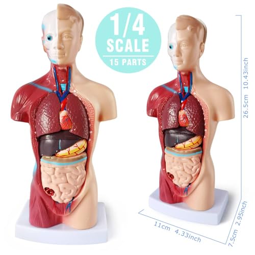 Image of Medical Anatomy Model Set, Human Torso Heart and Skeleton Model Set of 3, Detachable Body Visceral Organs, Movable Arms and Legs Medical Anatomical Models with Manual