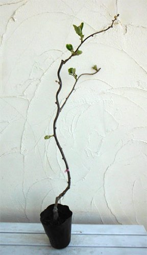 プロおすすめ キウイフルーツの苗木の選び方を元ホームセンター店長が紹介します 元ホームセンター店長の日常