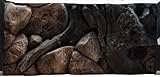 3D Rückwand 60x30 Aquariumrückwand Amazonas