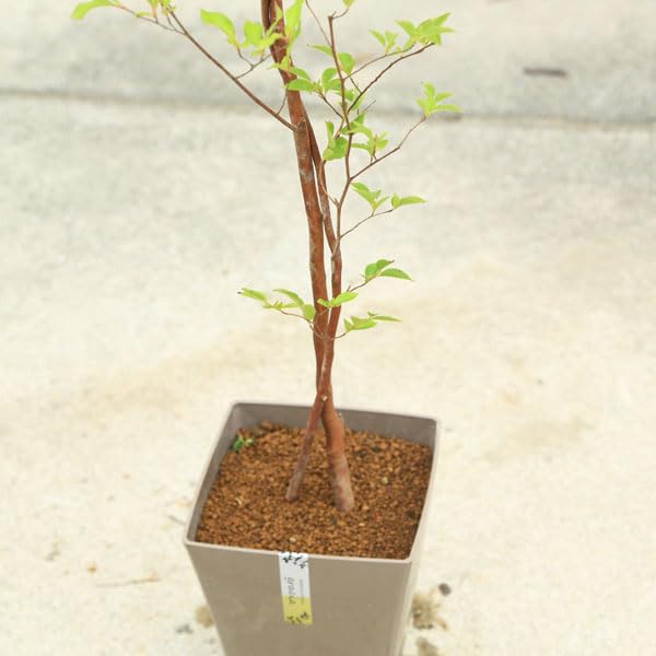 Amazon.co.jp: 庭木・植木：姫シャラ（ひめしゃら）*wツイスト 硬質