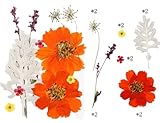 UTILIDAD: las flores prensadas secas son los mejores materiales para hacer tarjetas de felicitación y manualidades, crear una variedad de obras de arte, joyas, etc. Perfecto para hacer manualidades, jabón, resina, tarjetas, decoración de casa, joyería, decoración de fundas de teléfono, etc.
