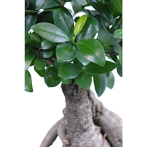 Ficus Retusa Bonsái Natural un Elegante Árbol de Interior para Crear un Ambiente Zen