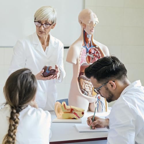 Modelo anatómico de estructura del oído interactivo para clases y laboratorios 4