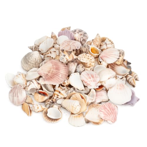 NaDeco Muschelmix, Large 1 kg ca. 4–7 cm, Bastelmuscheln, Maritime Dekoration, Aquarium,...